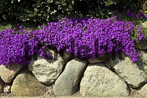 Semi Di Crescione Saterkali - 500 Semi, Aubrieta Viola, Resistente Al Freddo, Per Giardino E Balcone - Foto 10