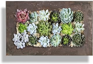 10 Fence Planting Ideas to Soften Garden Borders 59 Modern Home Living Wall Galvanized Steel/Zinc Succulent Planter, Wall Mo...