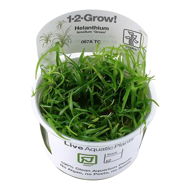 Tropica Helanthium tenellum verde 1-2-Grow cultivo de tejido In Vitro Live Acuario Planta Camarones Seguro…