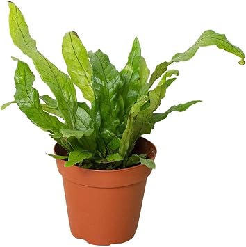 Thirsty Leaves Crocodile Fern Plant