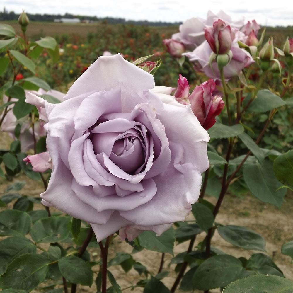 Amazon.com : Heirloom Hybrid Tea Roses, Live Own Root Plant for
