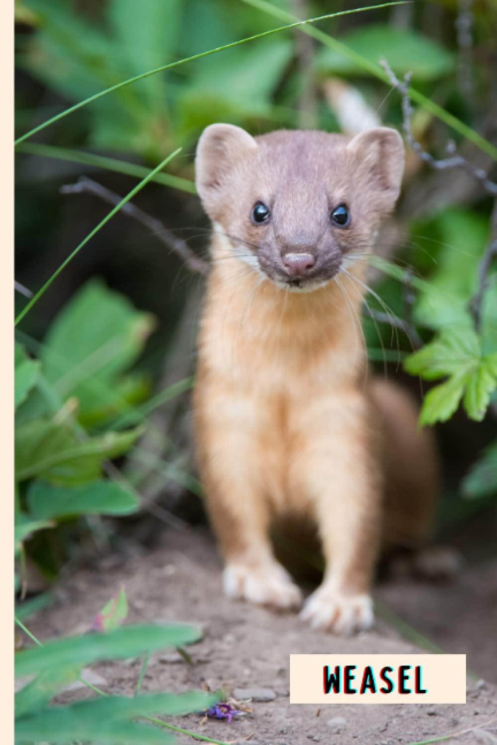 Weasel: Composition Notebook For Weasel Lovers , Weasel Lined Journal ,6x9 Inches , 110 Pages ,Weasel Diary
