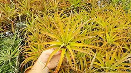 Tdg The Drunken Gnome Tillandsia Air Plants Assorted Variety Pack, 3 X-Large #TOP6