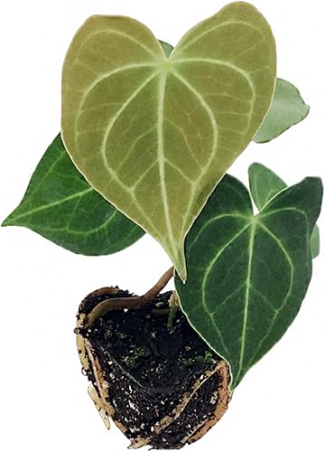 Planta de inicio de clarinervium anturio cultivada en semillas