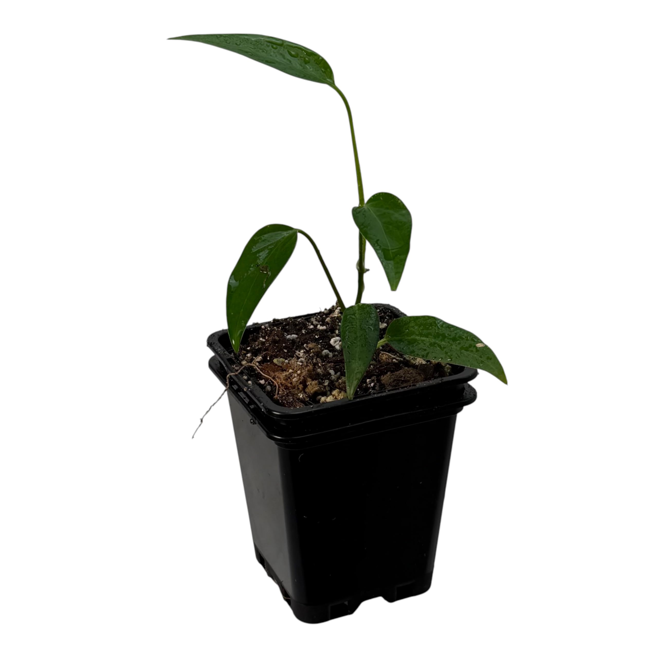 Monstera spec. peruviana – seltene Zimmerpflanze, exotische Kletterpflanze für Moosstab und Rankstab, Indoor Jungle Sammlerpflanze für Wohnräume