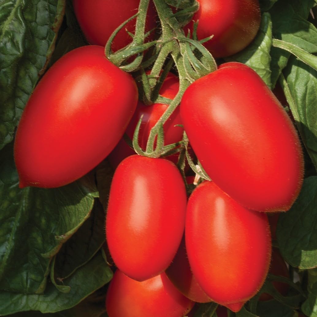 PREMIER SEEDS DIRECT - Tomato Seeds - Plum NAGINA - Blight Resistant (100 Seeds)