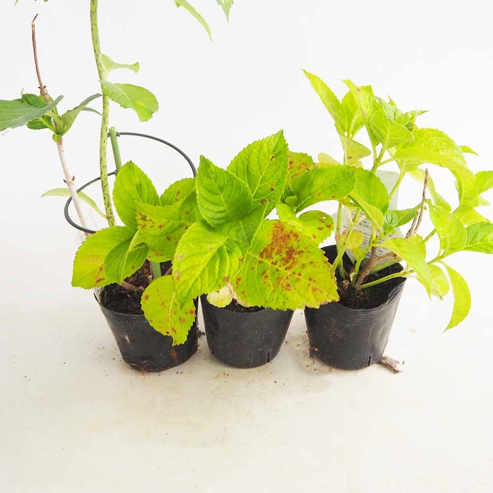 Amazon.co.jp: ITANSE 訳あり花終わりアジサイ 花色・品種