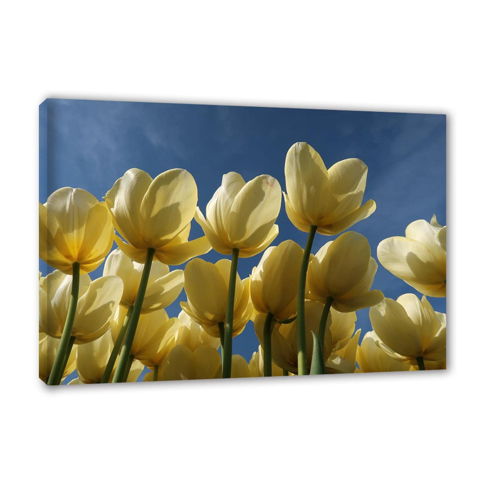 Oprawiony. Nowoczesny kwiatowy obraz na ścianę. Plakat z kwiatami tulipanów. Ponadwymiarowa sztuka ścienna. Nowoczesne obrazy do dekoracji salonu. 50 x 80 cm (19,6 x 61,5 cala) oprawione
