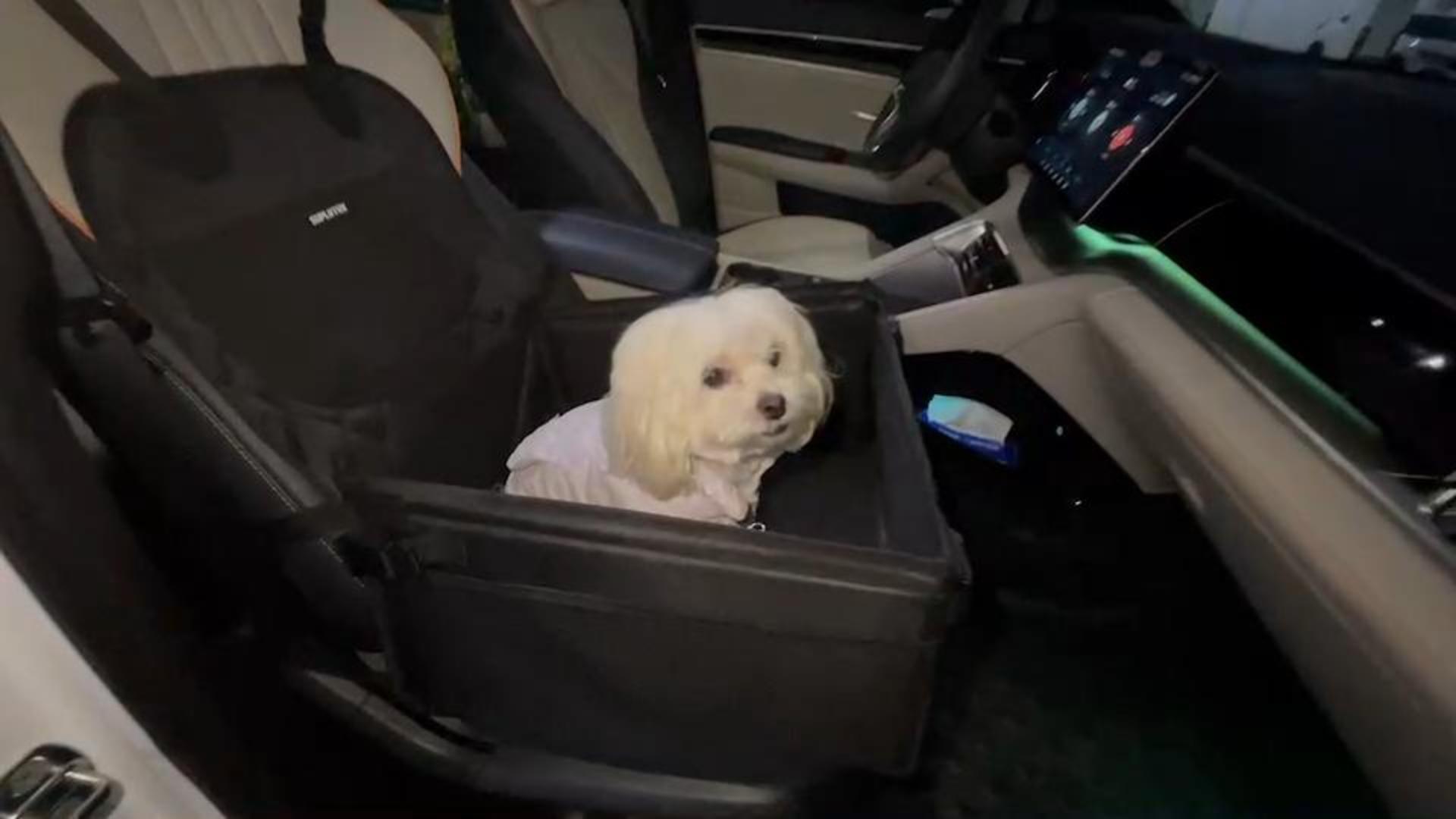 Amazon.co.jp: 犬 ドライブボックス 小型犬 車用 ドライブシート 型