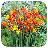 Crocosmia Small Flowering Bulb Mix x 25 Orange Yellow red by Growtanical®