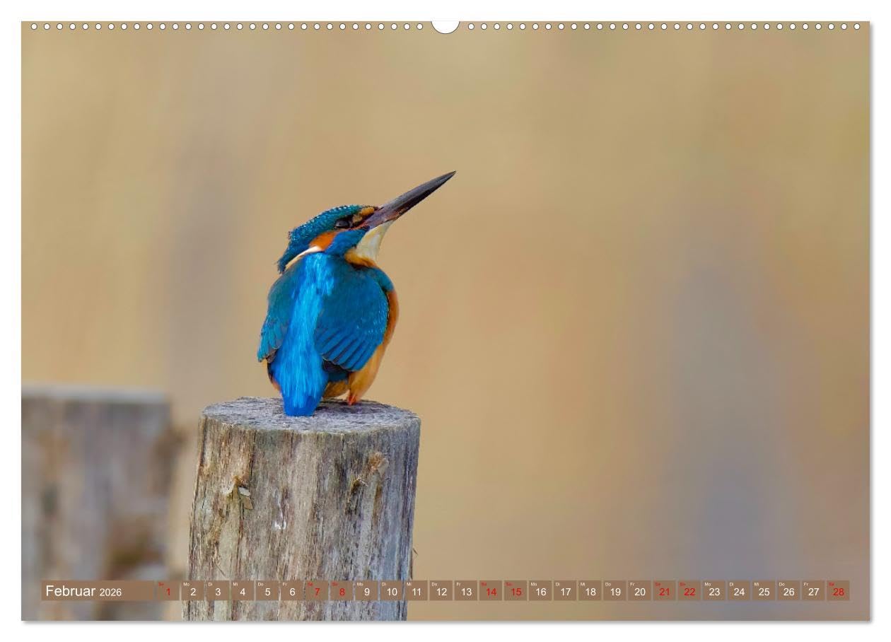 Geliebtes Federvieh (Wandkalender 2026 DIN A2 quer), CALVENDO Monatskalender: Eine Sammlung von Vogel-Fotografien, unterschiedlicher Arten und Familien. (CALVENDO Tiere)