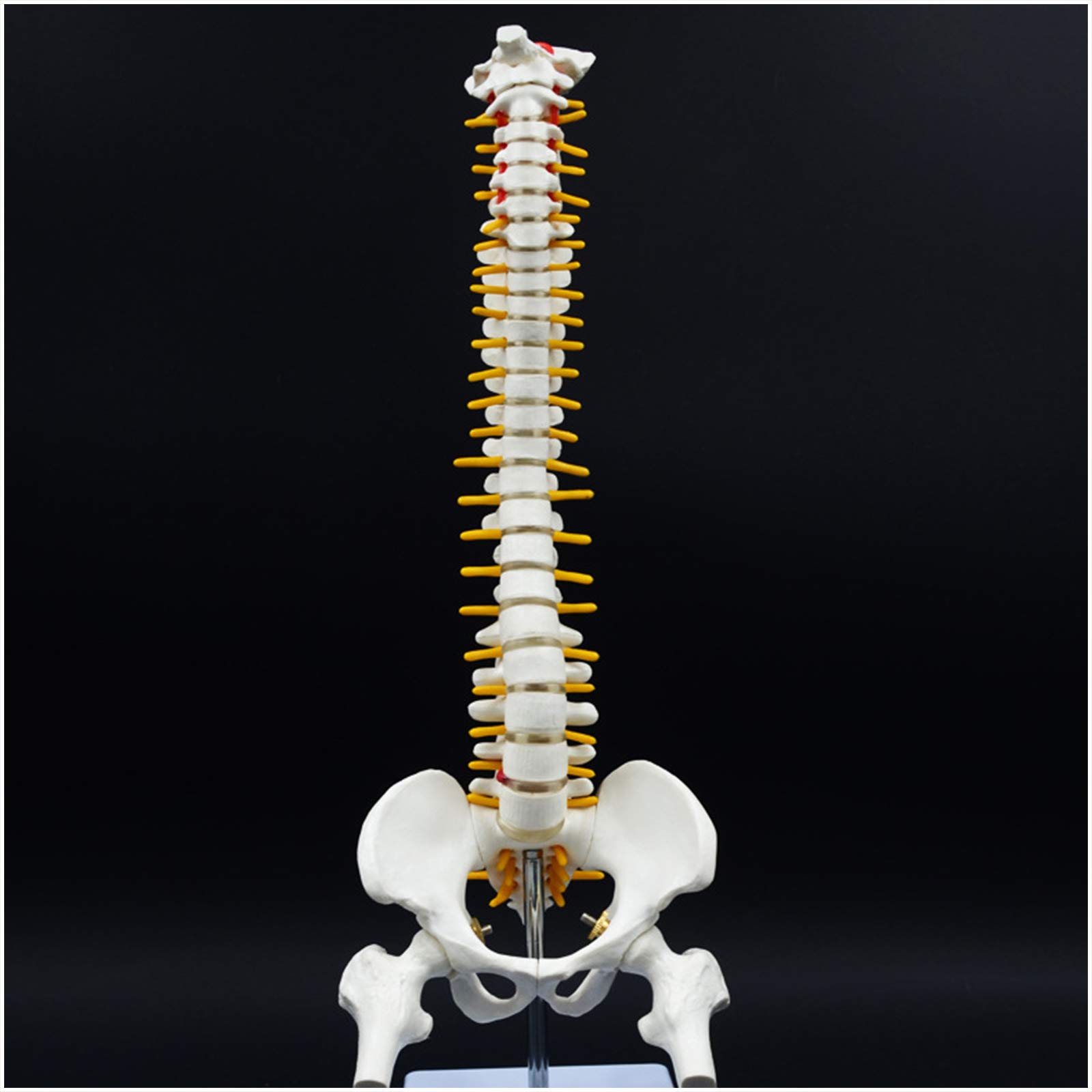 Sjdopulse A Vertebral Column Model - 45Cm Human Spine Natomical Model - 1 Pair Medical Spine Natomy Model With Spinal Nerves, Pelvis, Femur, For Study Teaching (A)
