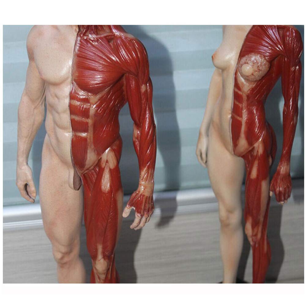 Modello Educativo Figura Di Anatomia Del Corpo Umano Modello Anatomico Muscolo-Scheletrico Del Corpo Umano Figura Di Anatomia Maschile/Femminile Modello Anatomico Di Scheletro Del Muscolo Umano, Mode