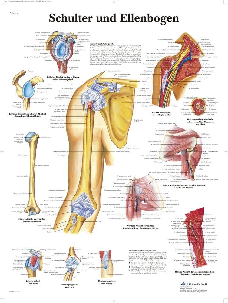 3B Scientific VR0170UU Shoulder and Elbow Chart 1