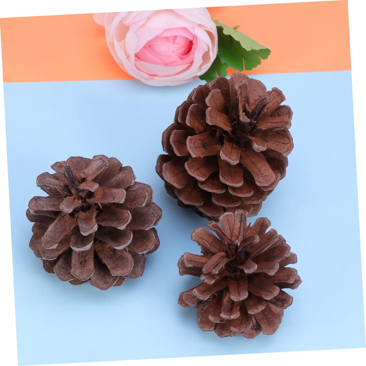Natürliche Kiefernzapfen 6-8cm, 50 Stück für Weihnachtsdeko | Pine Cones, Wiederverwendbar, Winter und Garten Deko, Festliche Stimmung, für Feier und Arrangement
