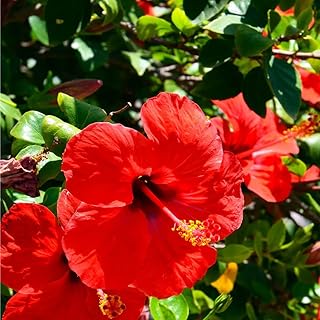 Mixrug 50+ Mixed Perennial Hibiscus Seeds Flowers for Planting- Giant Hardy Hibiscus Seeds-Non-GMO Heirloom for Home Outdoors Garden