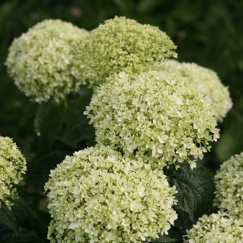 Planta viva de Green Promise Farms arb. Arbusto Invincibelle Limetta (hortensia suave), contenedor de 2 tamaños, flores de color verde lima a blanco