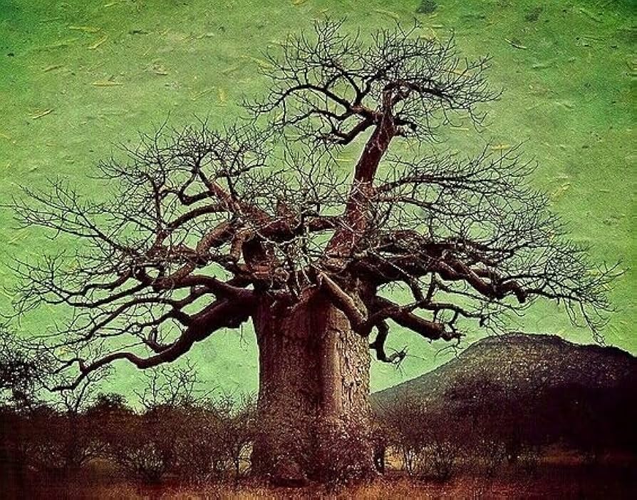 Botanical Baobab CD ボタニカル　バオバブ Amazon.com : Adansonia Digitata - African Baobab Tree