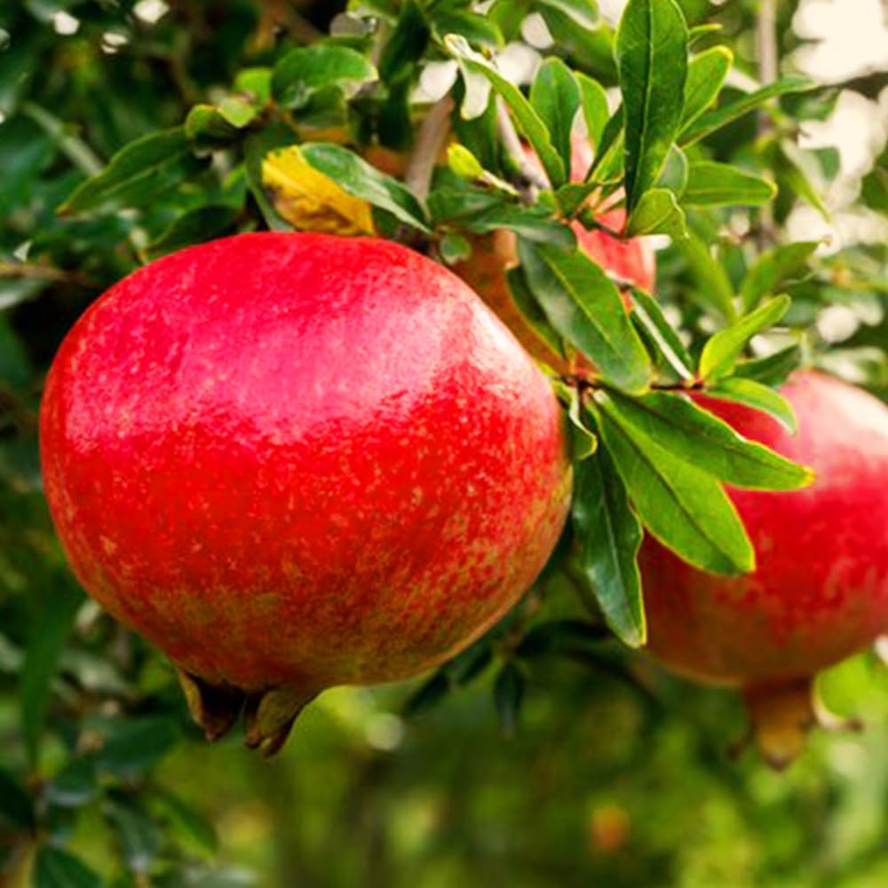 籠ザクロ Amazon.co.jp: ITANSE ザクロの苗木 品種：中華石榴王(ちゅうか