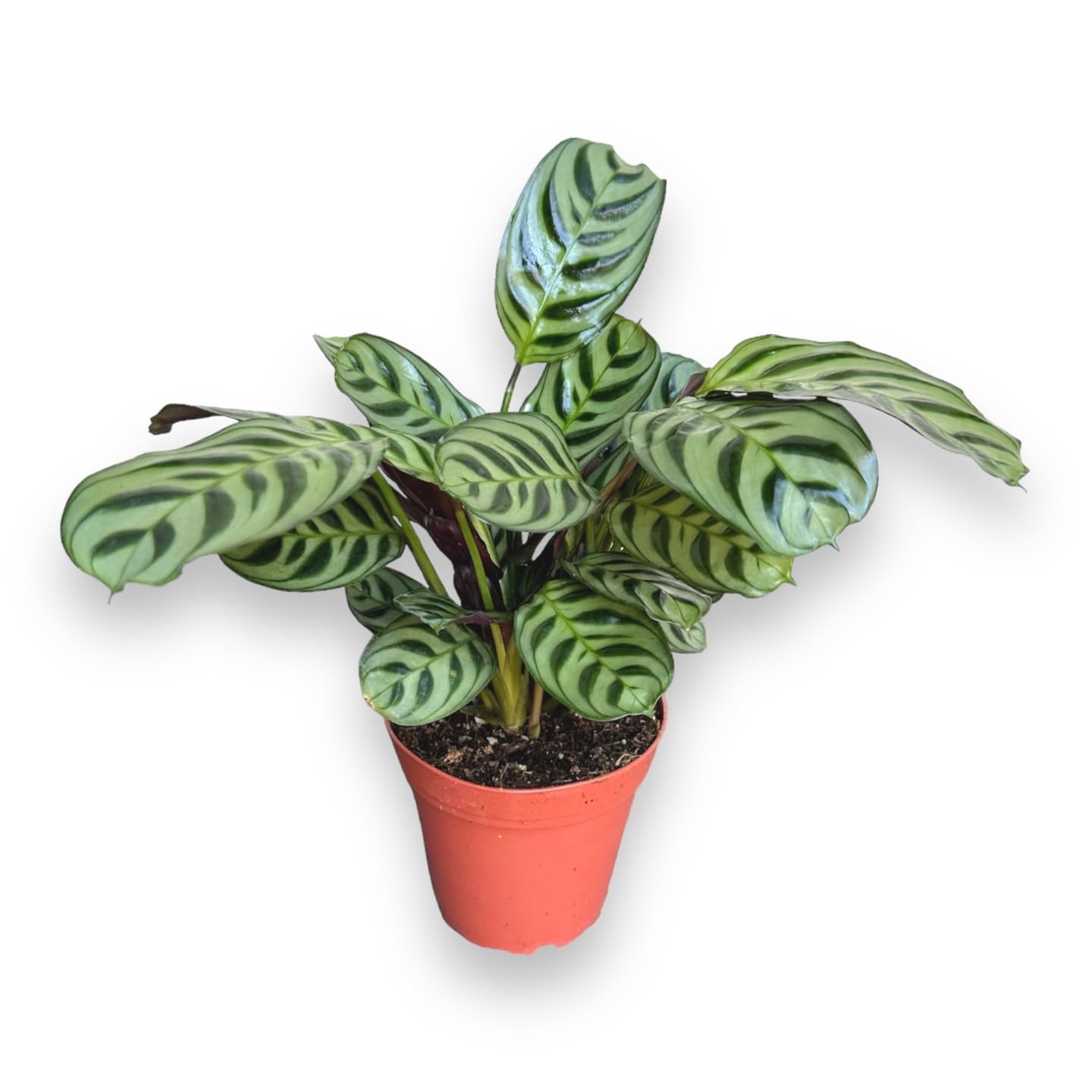 Amazon.com : Calathea Burle Marx, Fishbone Prayer Plant, Unique and Easy to  Care Live Indoor Plant, 4 inch Pot - Hopewind Plants Shop : Patio, Lawn &  Garden