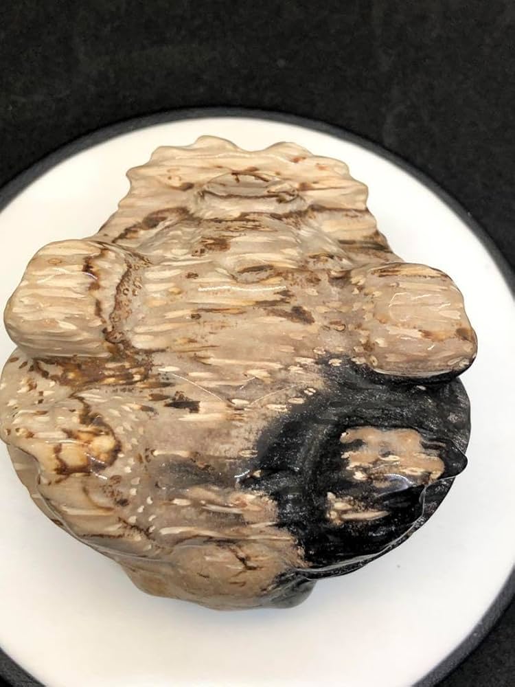 パームルート 龍亀 パームルート 龍亀