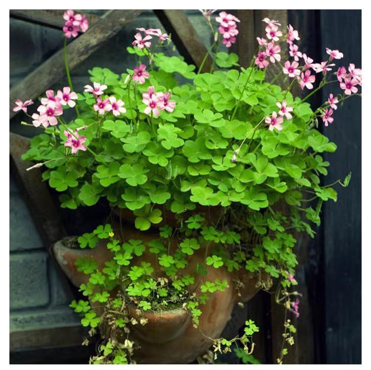 Shamrock Bulbs, Organic Triangular Lucky Grass Clover Oxalis Wood Sorrel, Pink Flowering Plants, Easy to Grow for Garden Bonsai Office Home, 10+ Bulbs