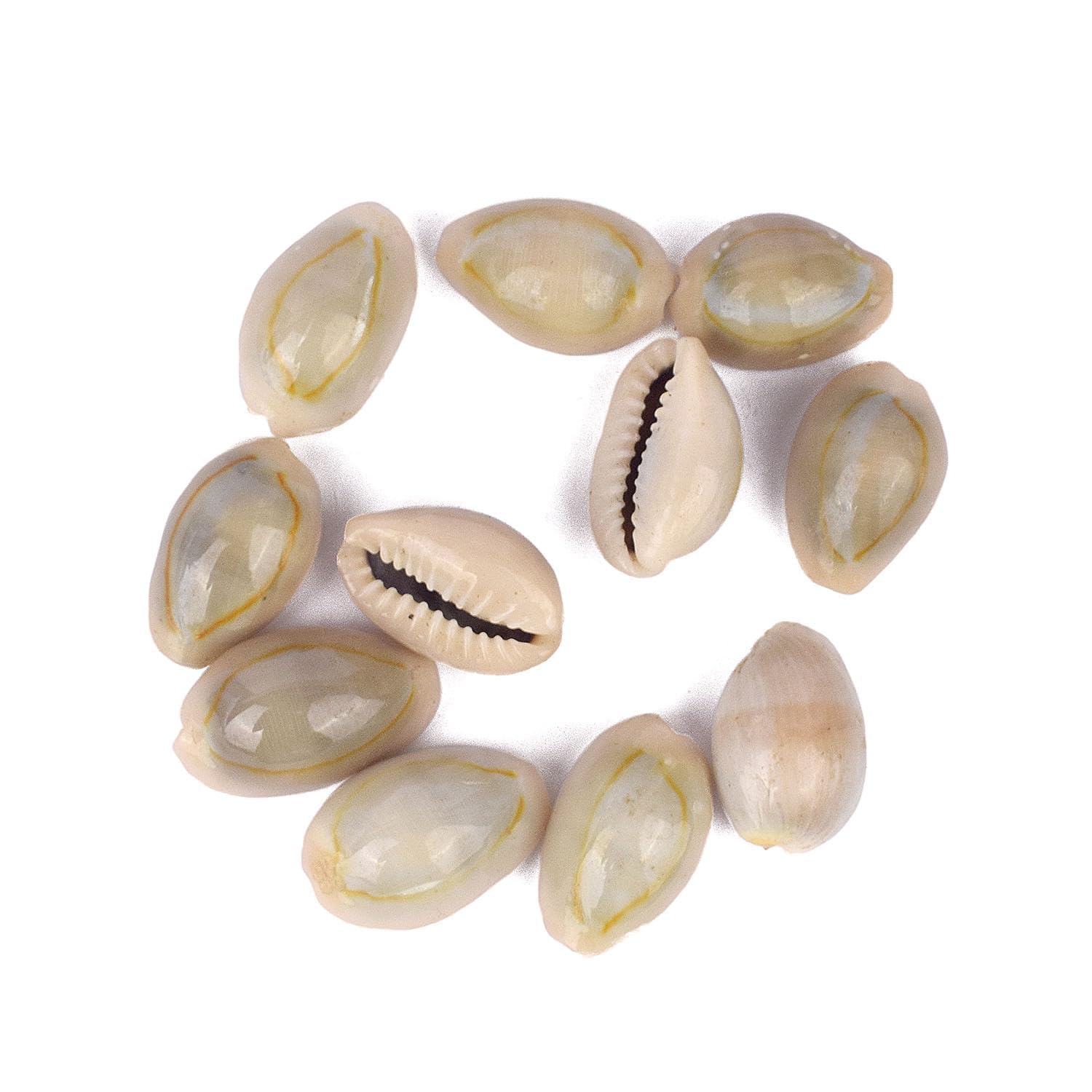 SATVIK 11 Pcs - Natural Cowrie/Kauri Shells for Pooja | Kodi Kaudi for Rituals, Decor & Spiritual Use | Natural & Handpicked