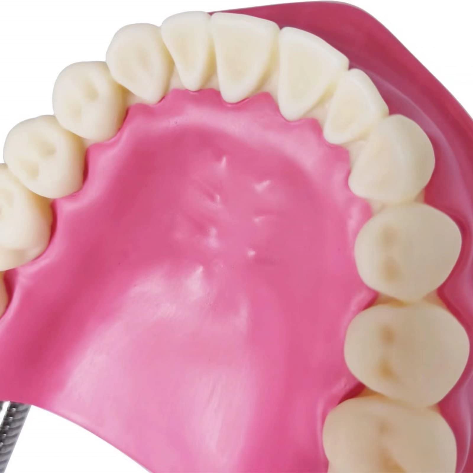 EVOTECH SCIENTIFIC Modello di cura dentale, con spazzolino gigante, 32 denti, modello dimostrativo per la cura dentale, modello di denti dimostrativo Typodont standard per adulti