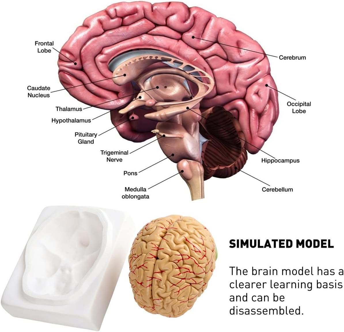 ブランド雑貨総合 脳形成解剖学モデル人間の脳8部構成の脳解剖学動脈学モデル人間の医学 Avmschools Ac In ブランド雑貨総合 脳形成解剖学モデル人間の脳8部構成の脳解剖学動脈学モデル人間の医学 Avmschools Ac In