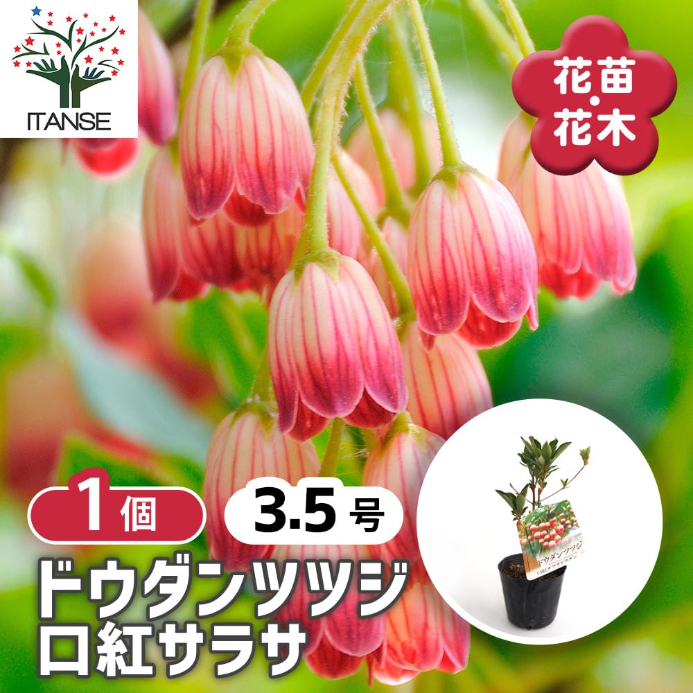Amazon.co.jp: ITANSE ドウダンツツジ 口紅サラサ 3.5号 1個売り