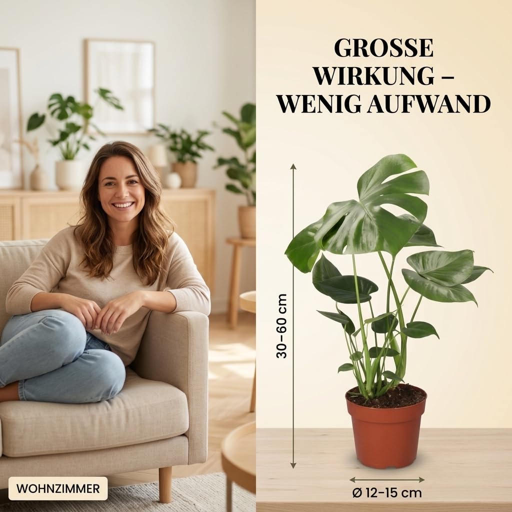 “EasyCare” Pflanzenset + 7x Zinktopf | 7er-Set | Monstera, Sansevieria, Efeutute, Grünlilie, Adansonii, Areca, Spathiphyllum | ca. 30-60 cm | Ø 12-15 cm Topf | Pflegeleichte Zimmerpflanzen