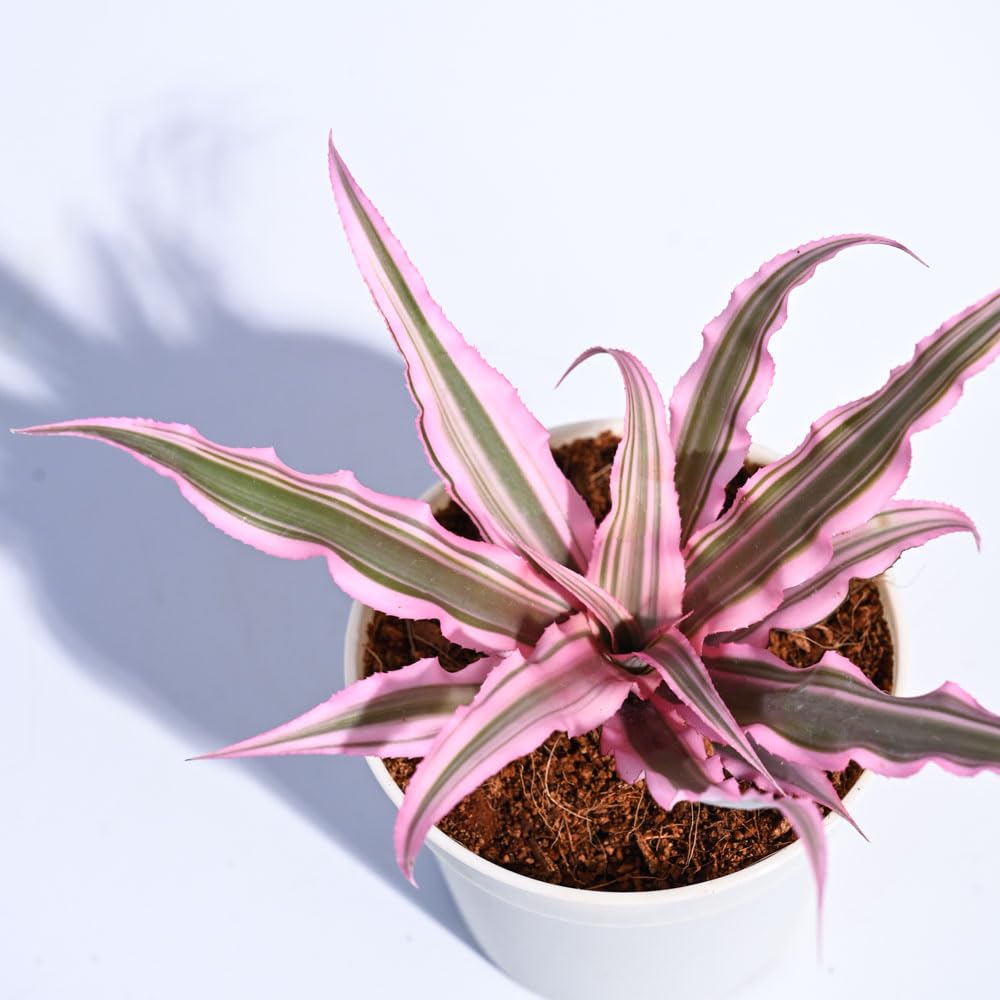 Ugaoo Earth Star Plant - Pink Cryptanthus -3