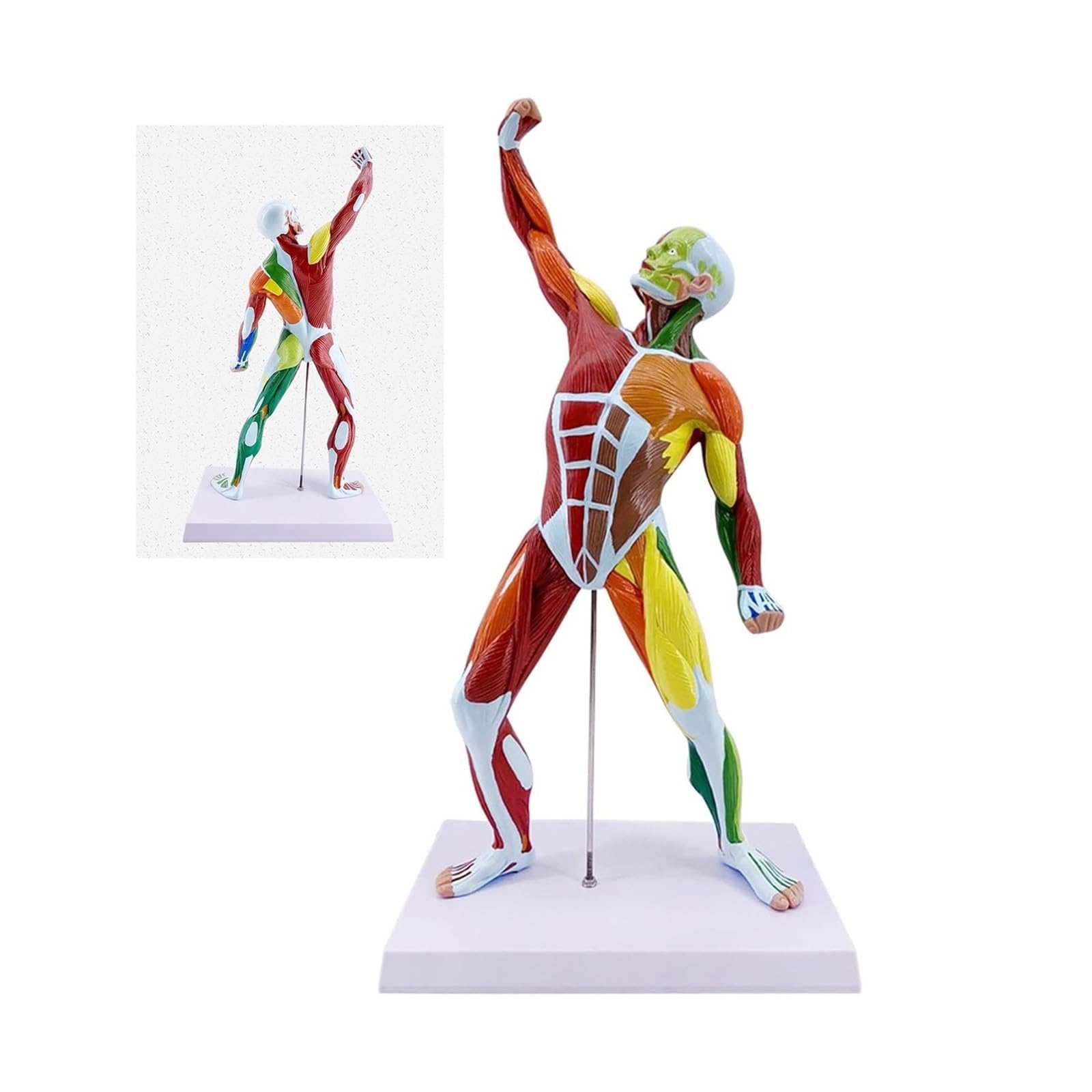 Modelo de músculos del cuerpo humano de 50 cm ideal para consultas de fisioterapia y clínicas