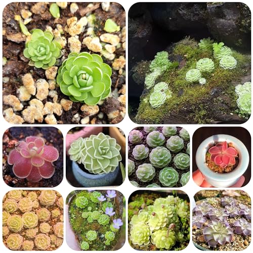 plantas carnívoras - semillas de mantecosa planta de maceta balcón con camas elevadas jardín suculentas resistentes plantas exterior interior semillas en macetas en macetas decorativas 250pcs