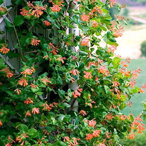 Lonicera Brownii 'Dropmore Scarlet' - Geischlinge 'Dropmore Scarlet' 50-60  cm Pflanzcontainer : Amazon.de: Garten