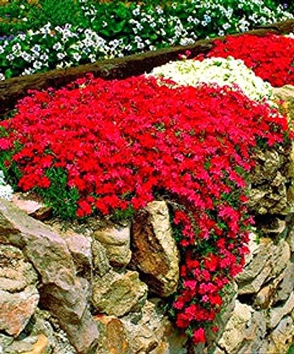 Bio Garden - 100pcs Creeping Thyme (Dwarf) Herb Seeds Perennial Ground Cover Flower Seeds Easy to Grow, Exotic Flower Seeds Hardy Perennial Garden