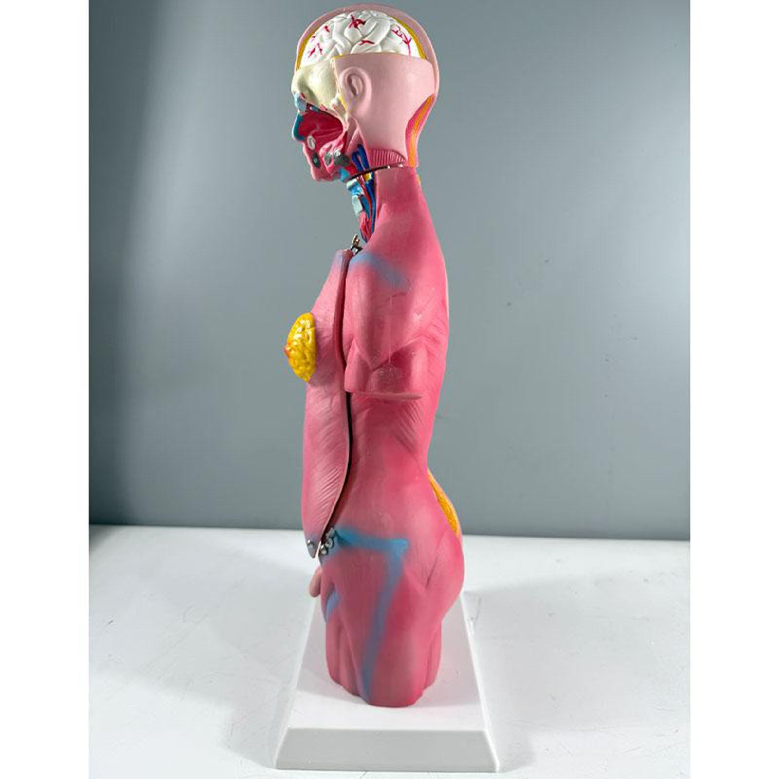 Modelo de Anatomía del Torso Humano 17,71", Modelo de Torso de 45 cm para Enseñanza Educativa de Anatomía Médica