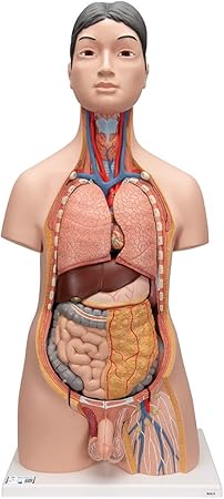 Amazon 日本人顔の人体解剖模型 内臓の取り外し可 男女の生殖器付き 日本人トルソー 18分解モデル 両性 3b Scientific 3b Scientific 人体模型 解剖モデル Amazon 日本人顔の人体解剖模型 内臓の取り外し可 男女の生殖器付き 日本人トルソー 18分解モデル 両性 3b Scientific 3b Scientific 人体模型 解剖モデル