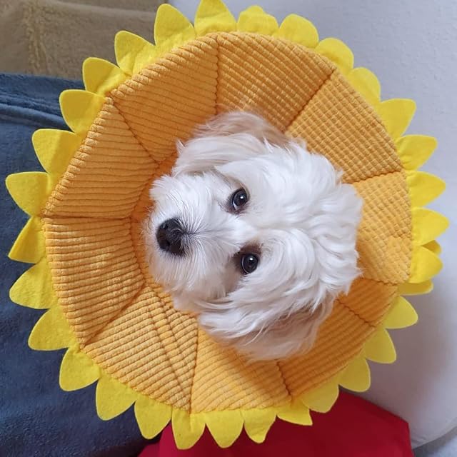 Foto 2 de 8 de Recuperación de mascotas E-Collar Ajustable Algodón Girasol Elizabeth Cuello Cuello Cono Recuperación Cono…