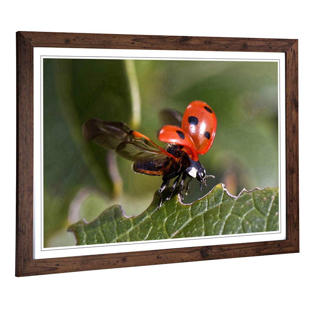 Big Box Art Framed Print of Ladybird Taking Flight Design | Wall Art Picture | Home Decor for Kitchen, Living, Dining Room, Lounge, Bedroom, Hallway, Office, Walnut, A2 / 24.5x18 Inch / 62x45cm
