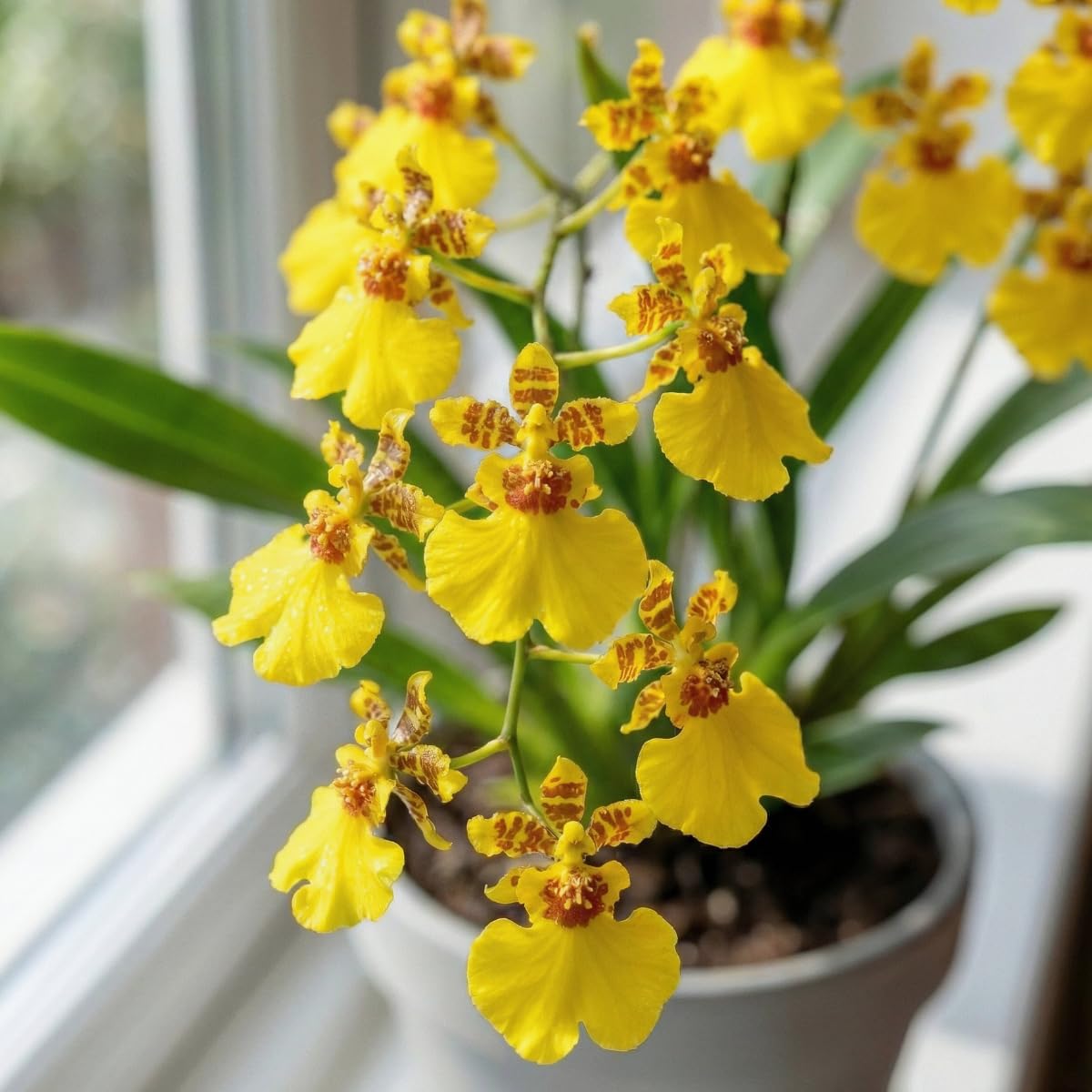 Orchidée Oncidium Joost - 2 Plantes Intérieur Naturelles - 30-40 cm - Avec fleurs et légèrement parfumées - Naturelle Plantes de Hollande (pas de graines, non artificielle)