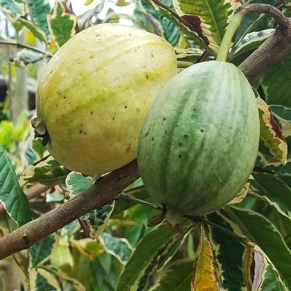 Image of Natura GreenHouse Original 1 Live Variegated Guava Amrud Plant hybrid all seasons Height 1.5-2 FT (Variegated Guava)