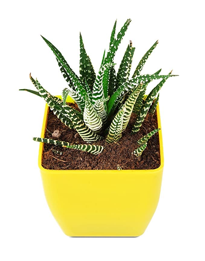 CosaCentrum Haworthia reinwardtii Live Succulent Plant (B0CS6MB7XT) Amazon Price History, Amazon Price Tracker
