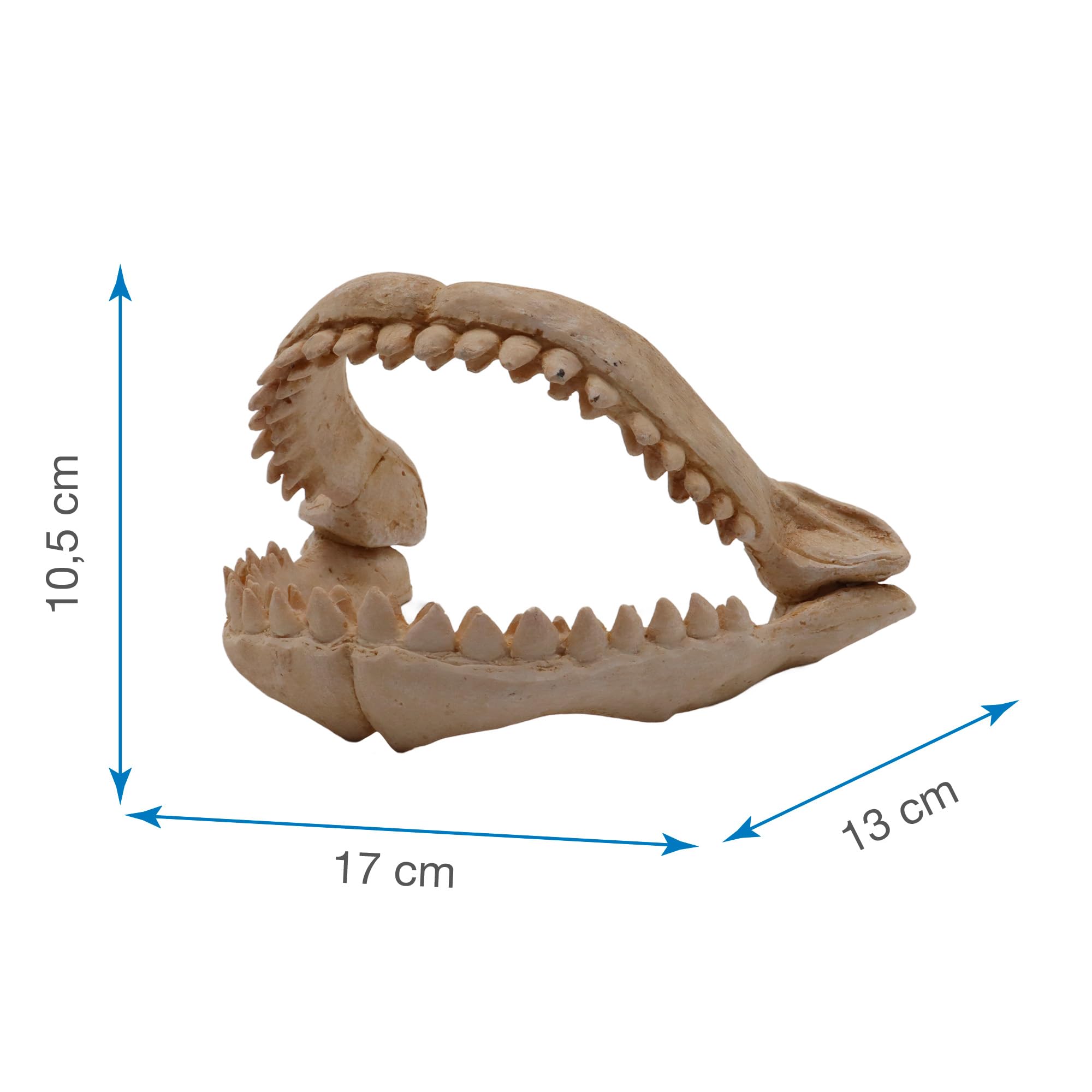 CROCI Dents de Requin Décoratif pour Aquariophilie Taille M
