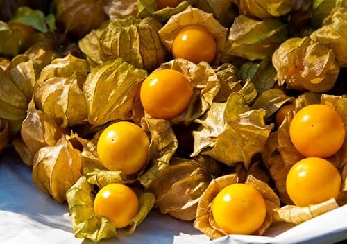 100-Pineapple Tomatillo Seeds（Physalis Peruviana L.） - Open-Pollinated #TOP3