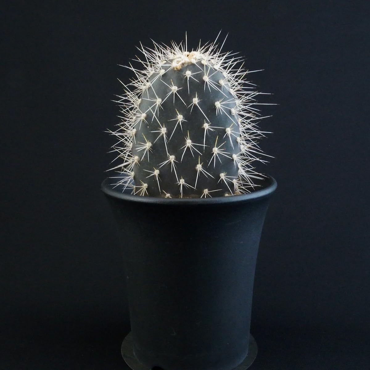 黒肌 白棘 肉厚 ガラパゴス 団扇 ガラパゴスウチワ サボテン /錦