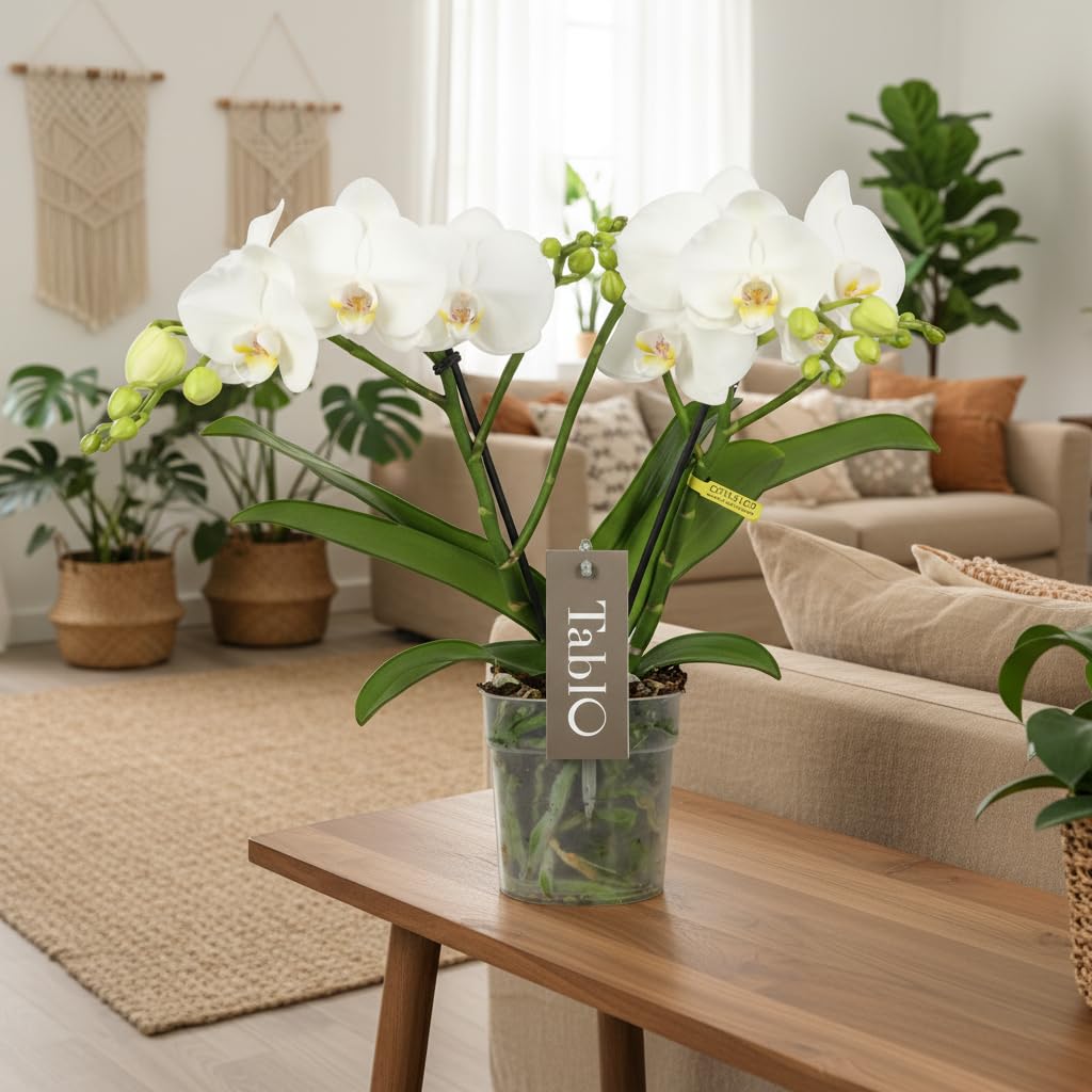 Phalaenopsis Tablo Champagne Opti-flor Orchidee