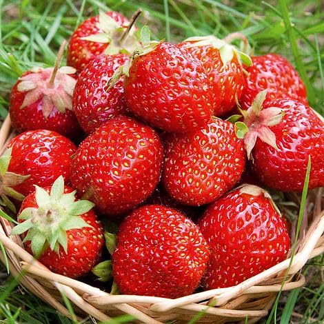 12 x Strawberry Christine Bare Root Plants - Grow Your Own Strawberries - Bare Root Strawberry Runners - Fruit Plant (Plastic Free Packaging)
