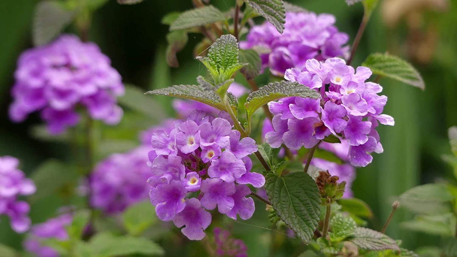 Baby Plants - Live Lantana Plant Blue Color Flower with Plastic Pot (B09C4VG1BF) Amazon Price History, Amazon Price Tracker