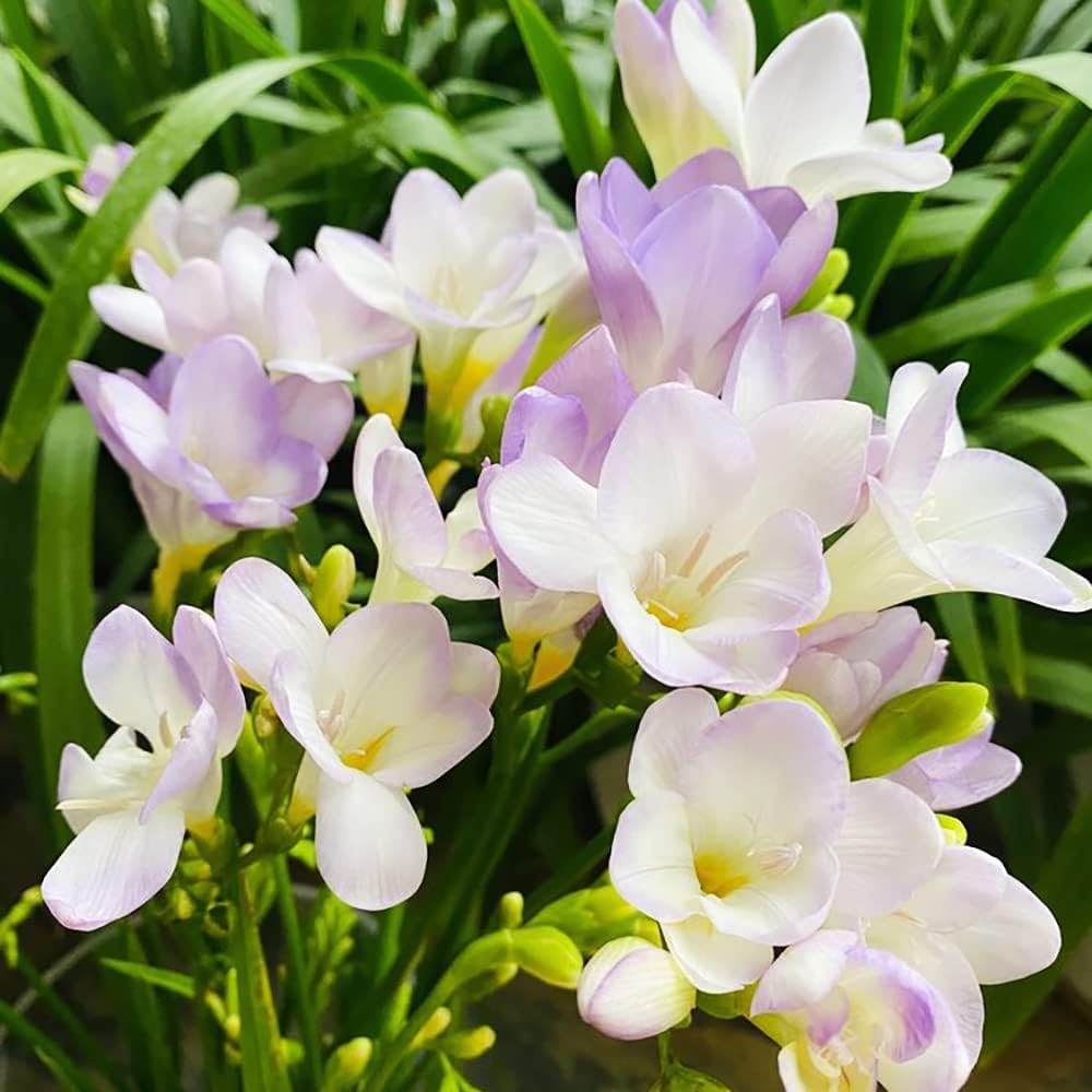 10pcs Noble Freesia Bollen Perennial Bloembollen Potplanten Bollen Onmisbaar Huis Tuin Decoraties Geurende Bloemen
